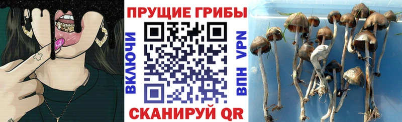 KRAKEN вход  Саки  Галлюциногенные грибы мухоморы  где найти наркотики 